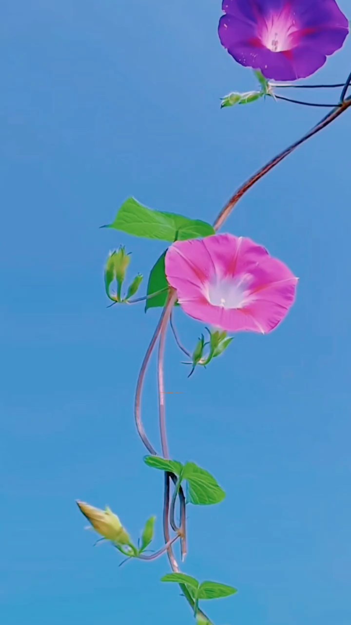 牵牛花，是自然赠予人间的礼赞纵使生命如朝露亦可绽放如虹