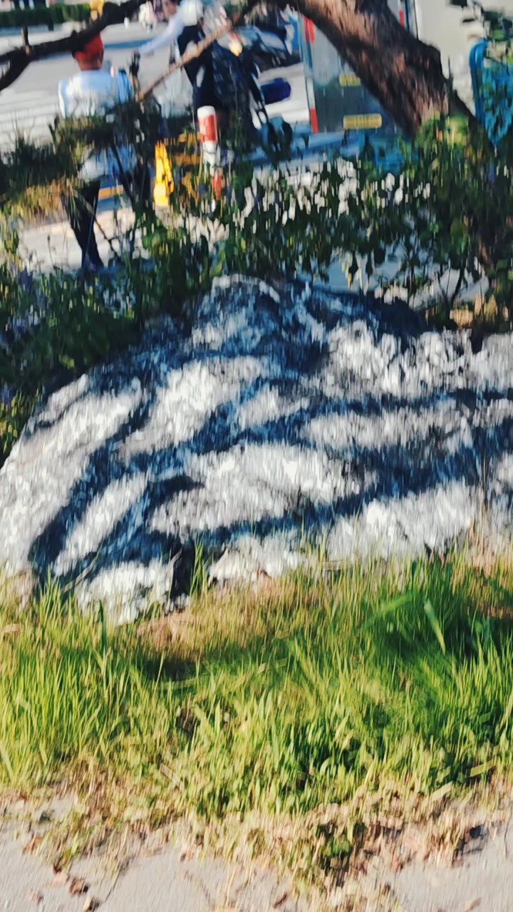 天高云淡共秋光，百草花开倩影长高楼大厦千万间笔直公路宽又广