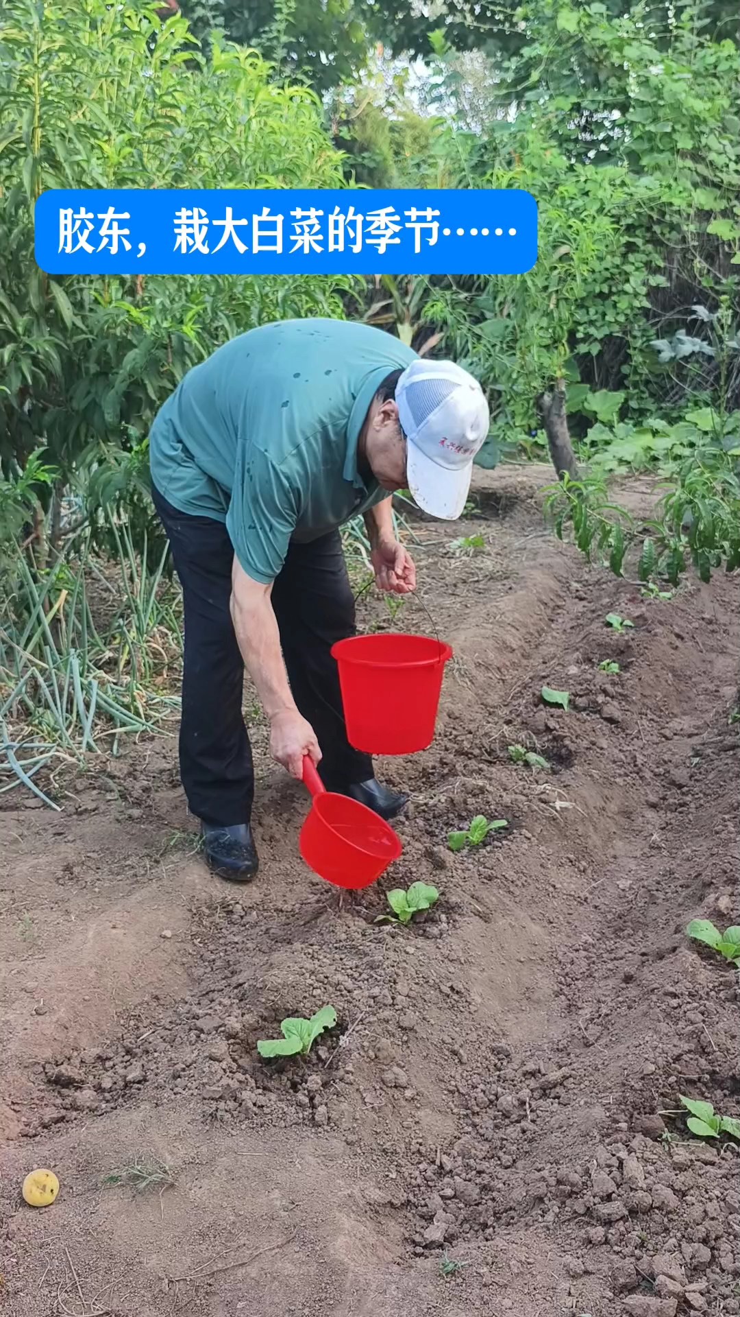 胶东，栽大白菜的季节（青岛  黄迪声）