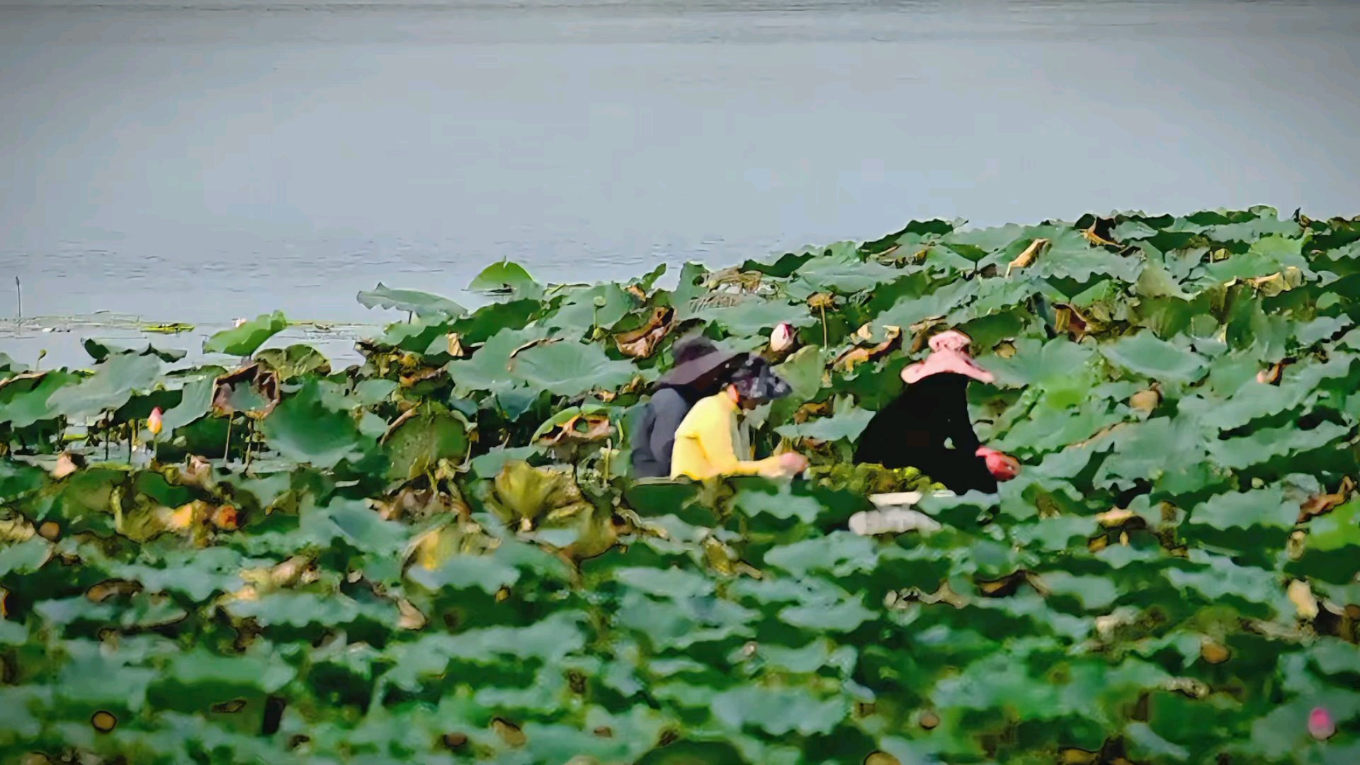 舟在碧波上 人在画中游，拍摄于东营垦利黄河花海湿地