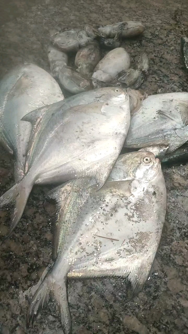 今日鱼货满仓，新鲜便宜，营养佳品，减肥利器
