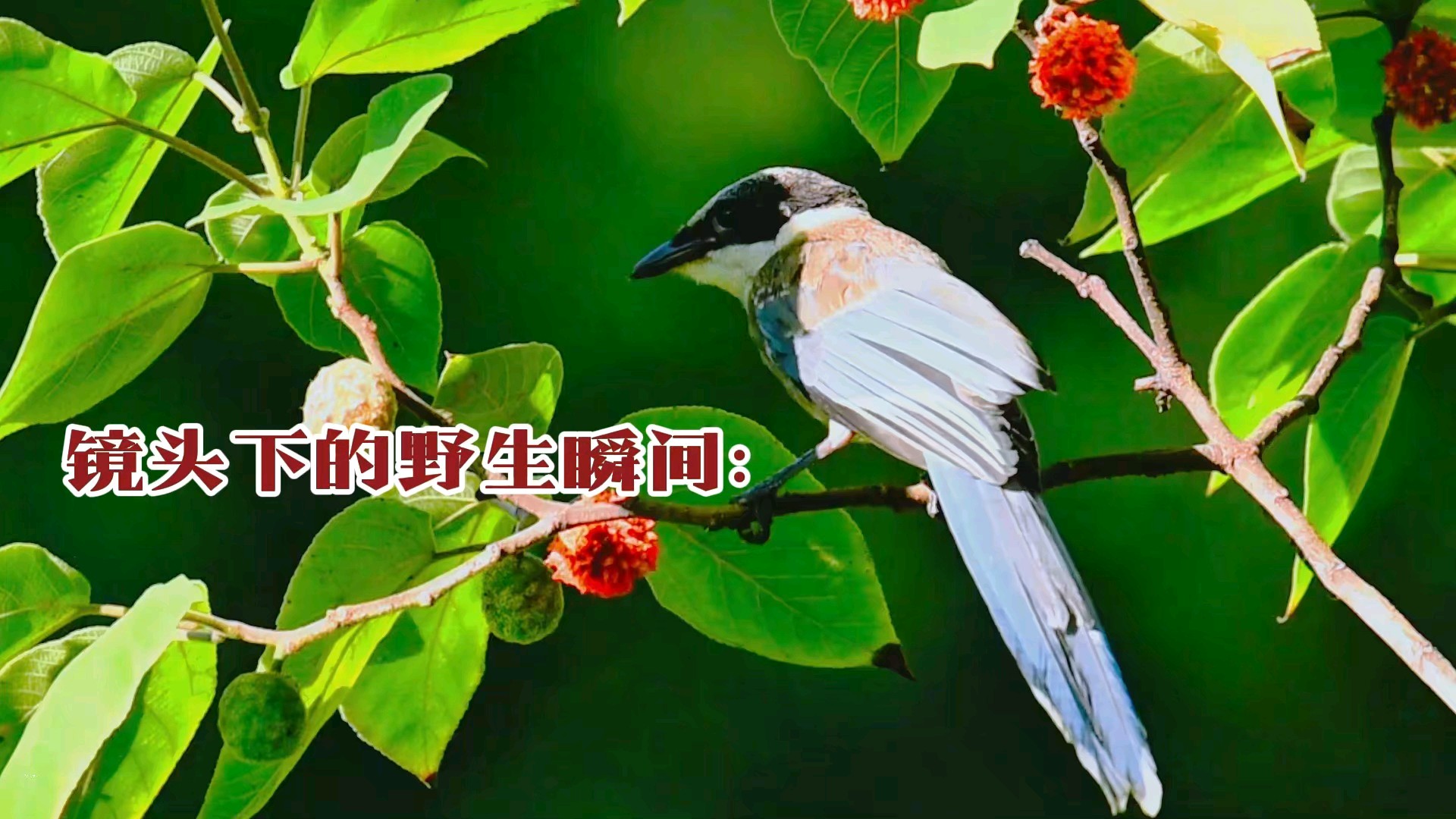镜头下的野生瞬间：枝头觅食记，拍摄于东营森林乐园