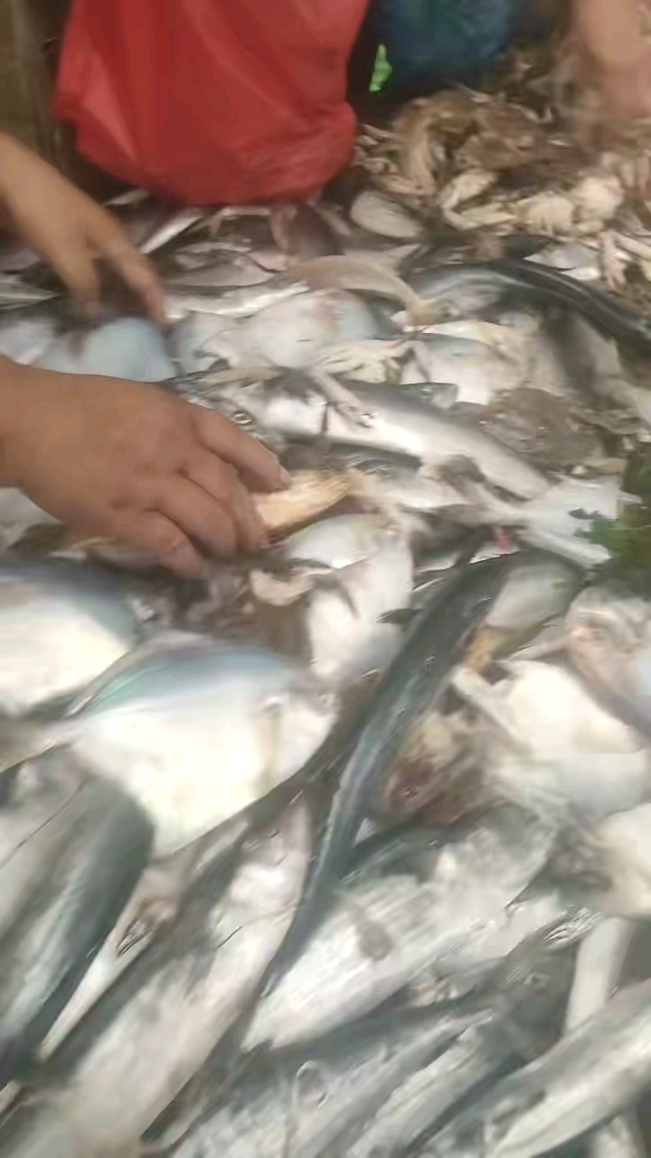 早上六点抹直口鱼市，鱼货又大又多鱼鳞溜光铮亮，心动不如行动啊