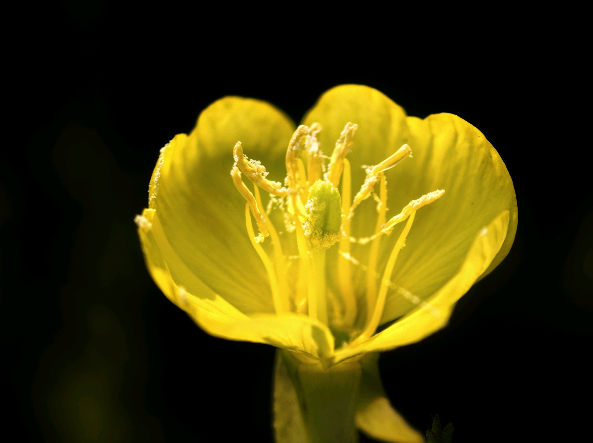 

神奇花月见草日落开日出合（高军摄影）