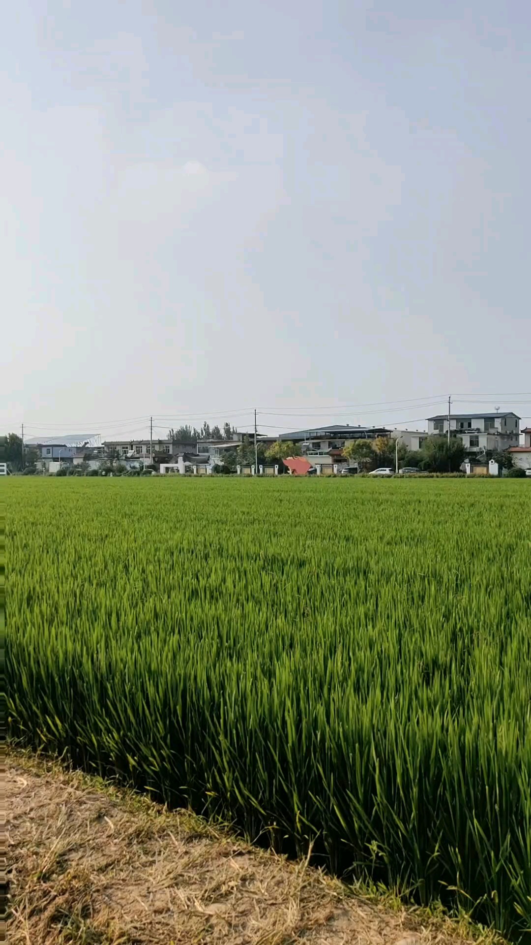 深入稻田放眼看，今年又是丰收年。
2026年9月6日下午。