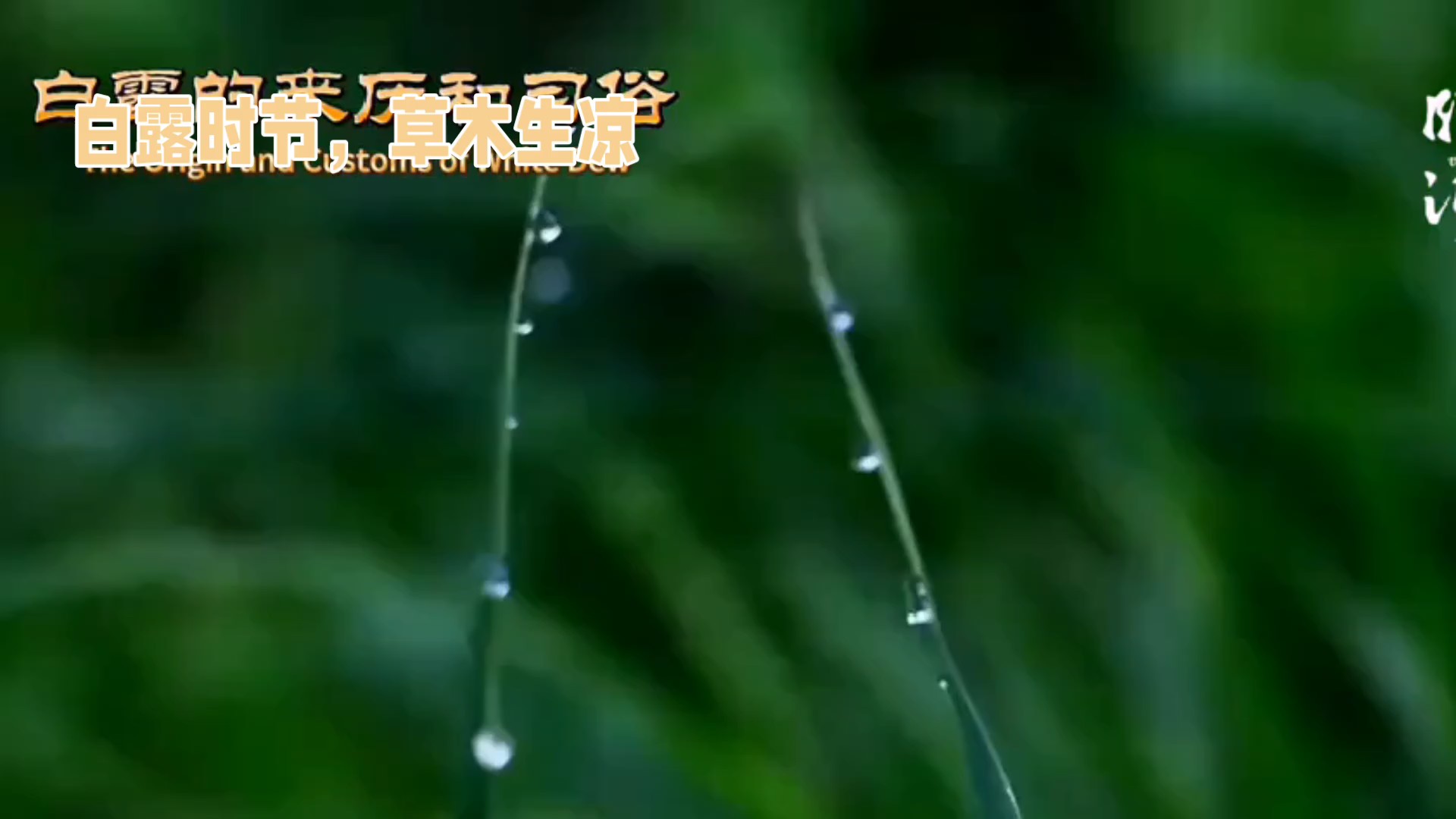 白露时节，草木生凉（AI）