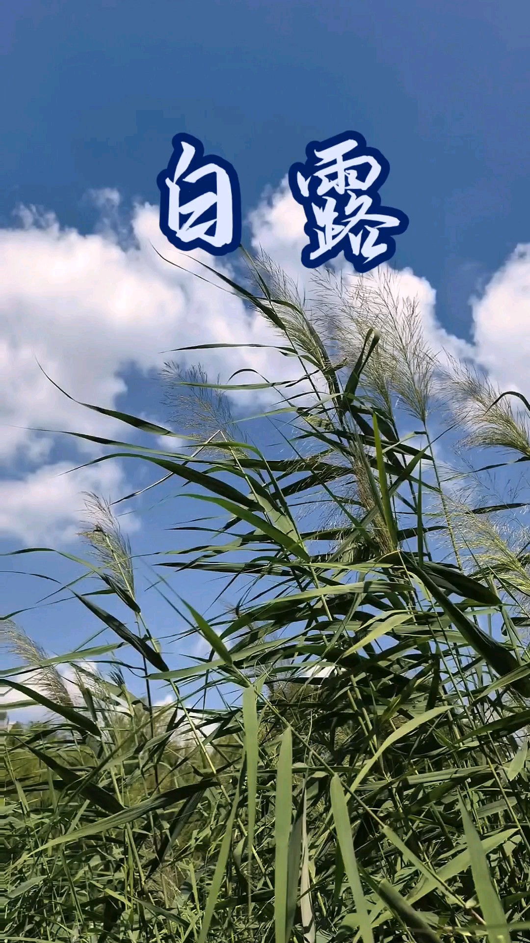 蒹葭苍苍，白露为霜∥二十四节气之白露