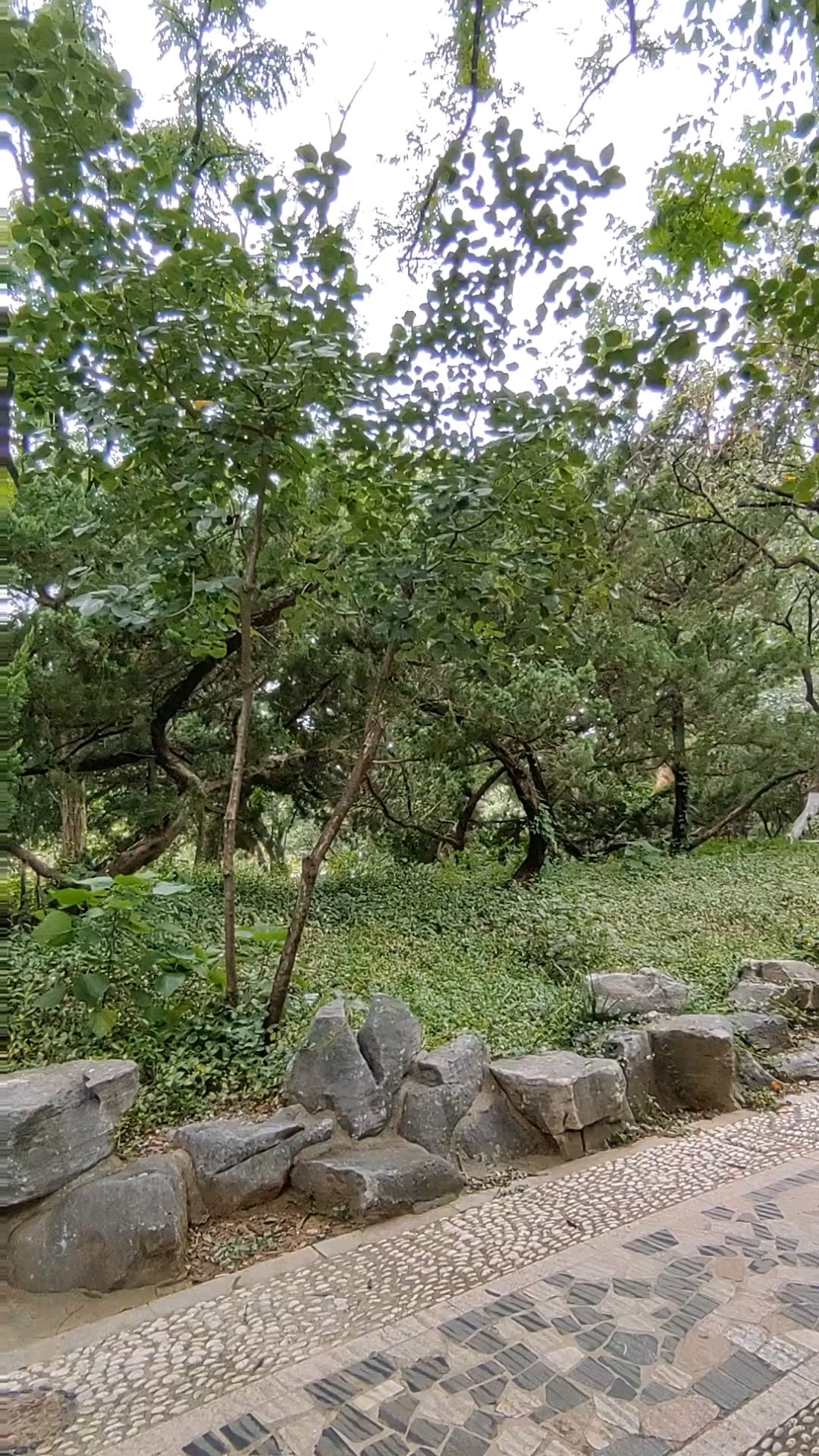 泉城公园短山岗，黑松林密通四方。2026年9月8日上午。