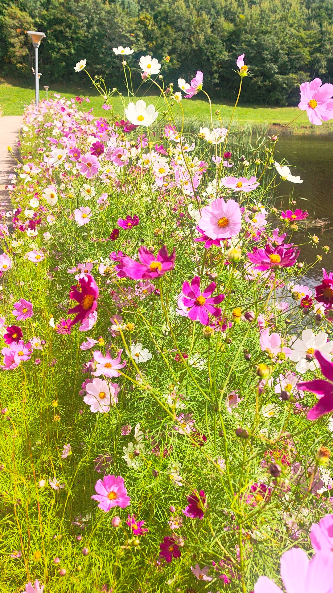 伊春深度游，蓝天白云，湖水鲜花，风景美翻了。