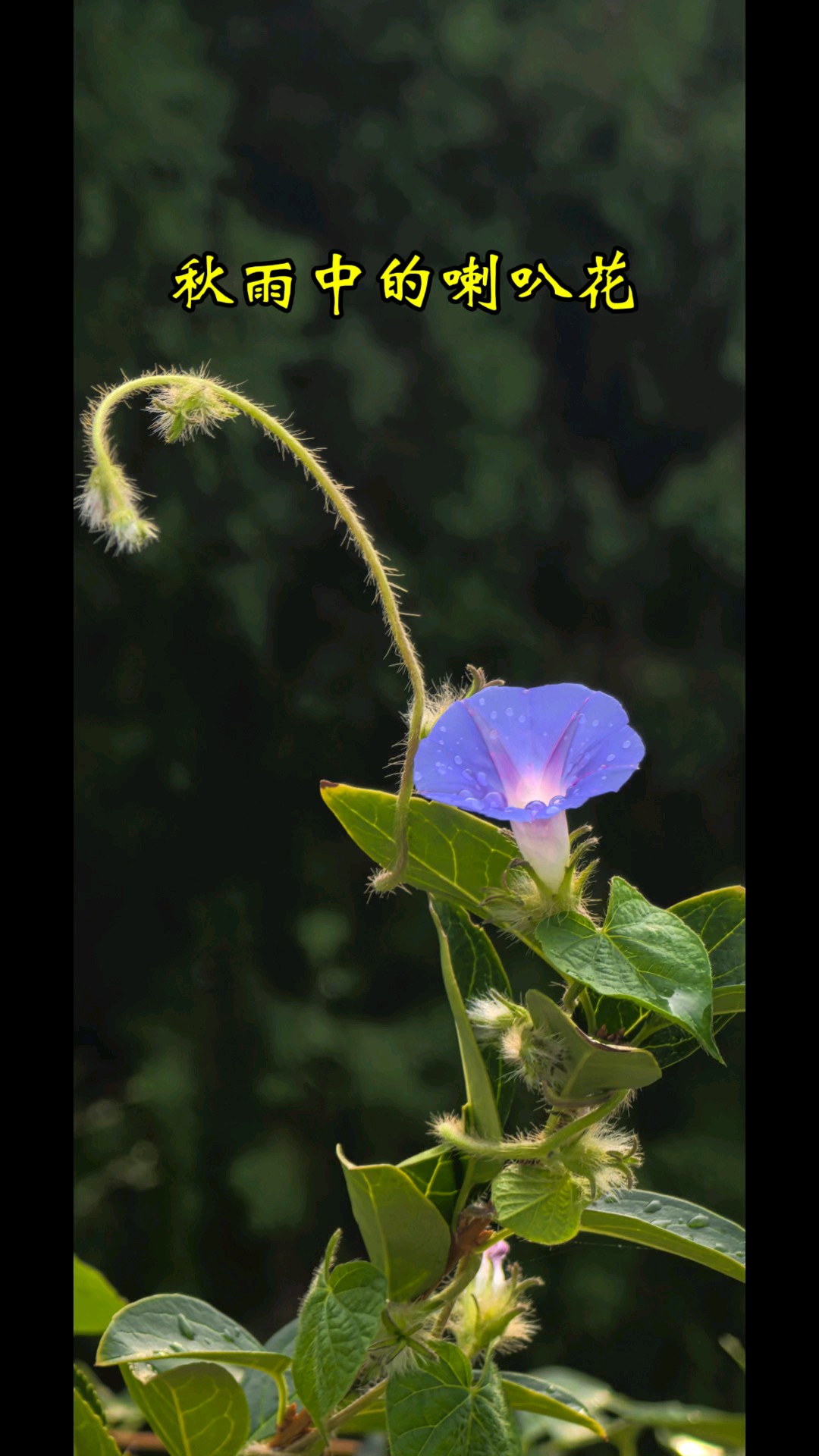 9.9雨中喇叭花特别美