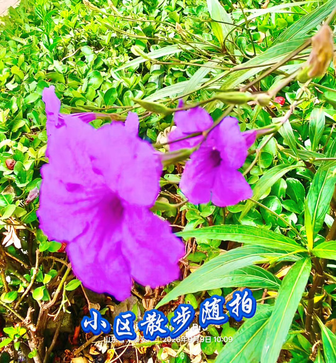小区散步随拍
