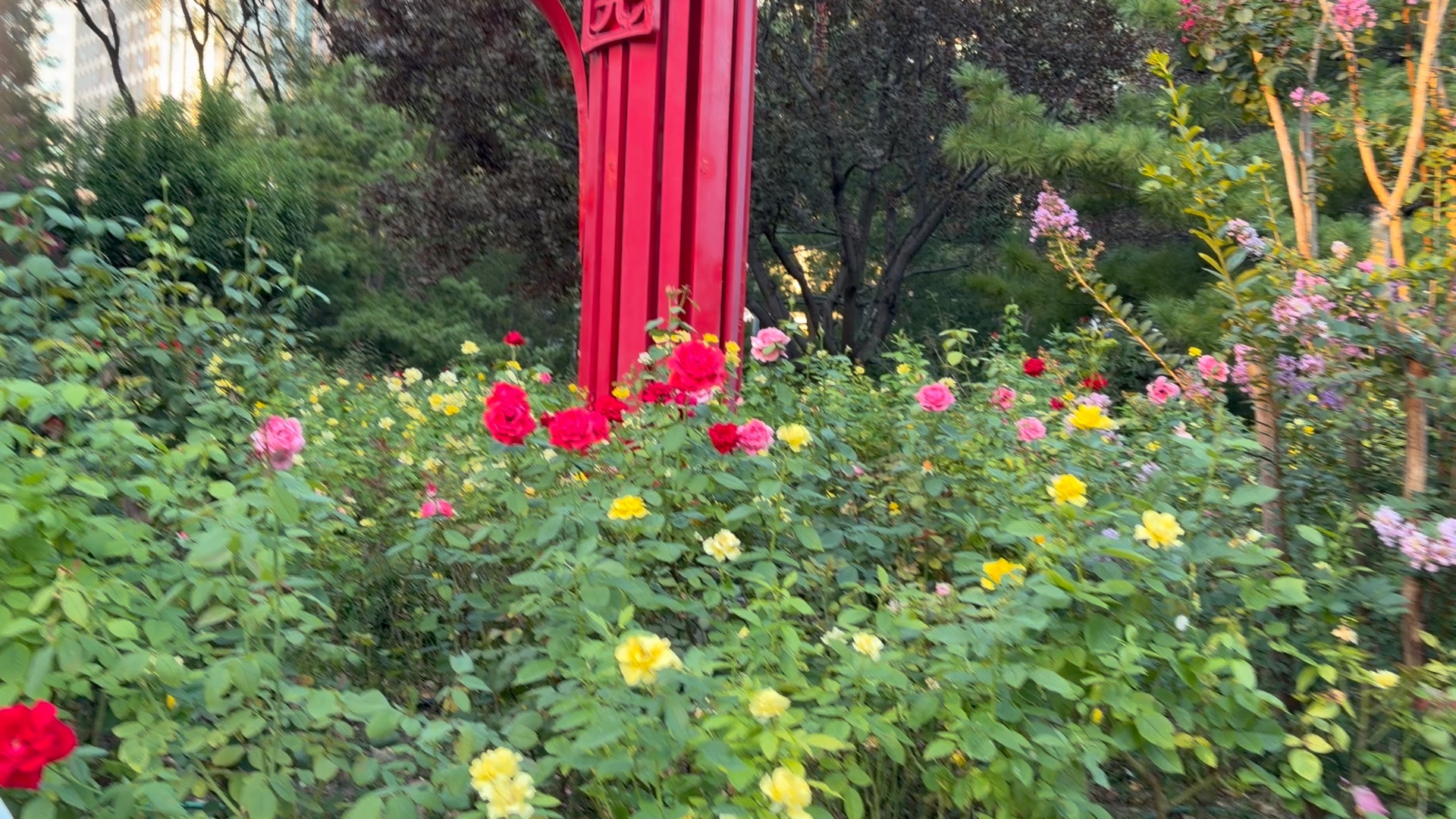 秋日的阳光照在玫瑰公园