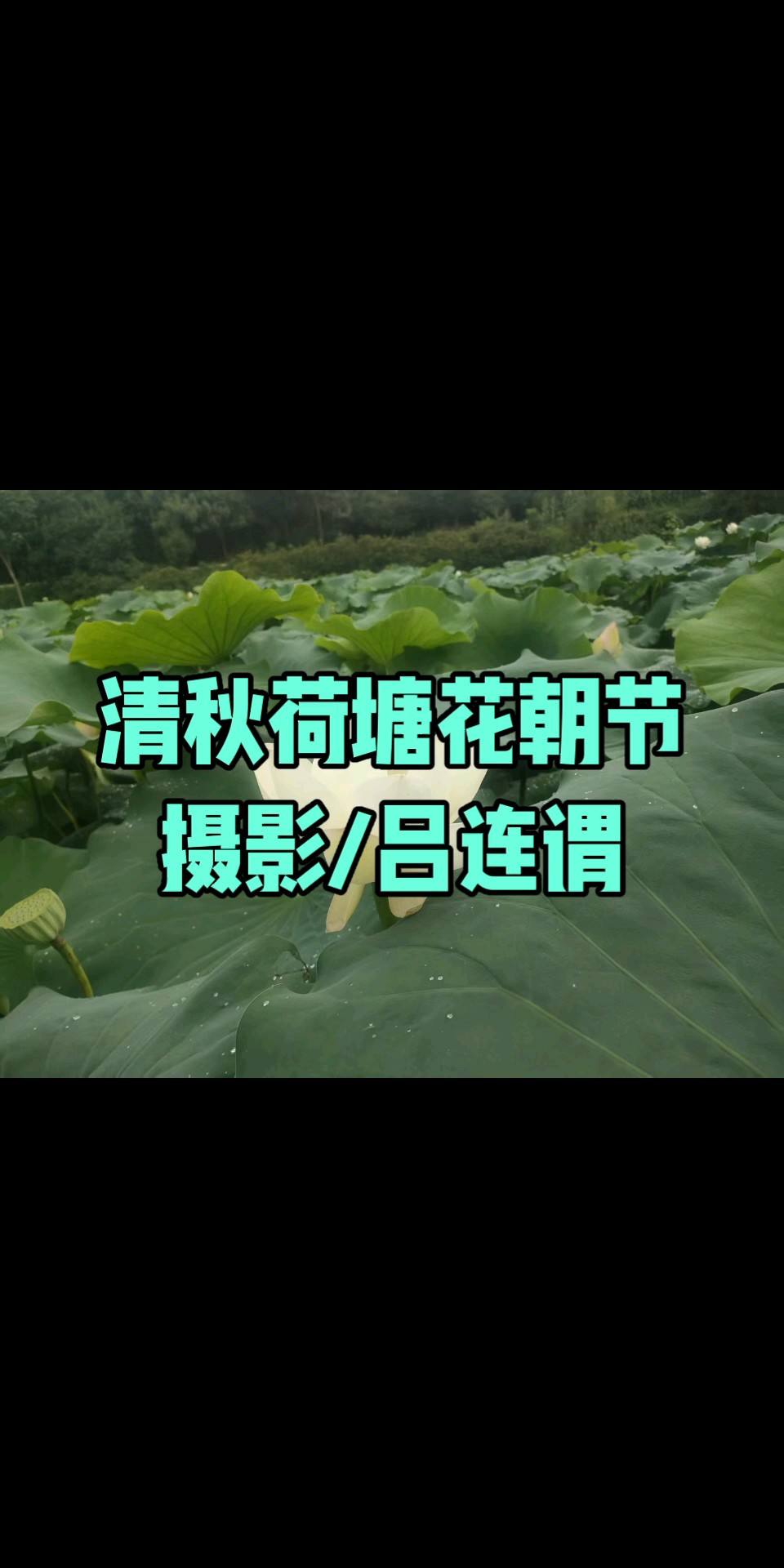 清秋荷塘花朝节/摄影/吕连谓