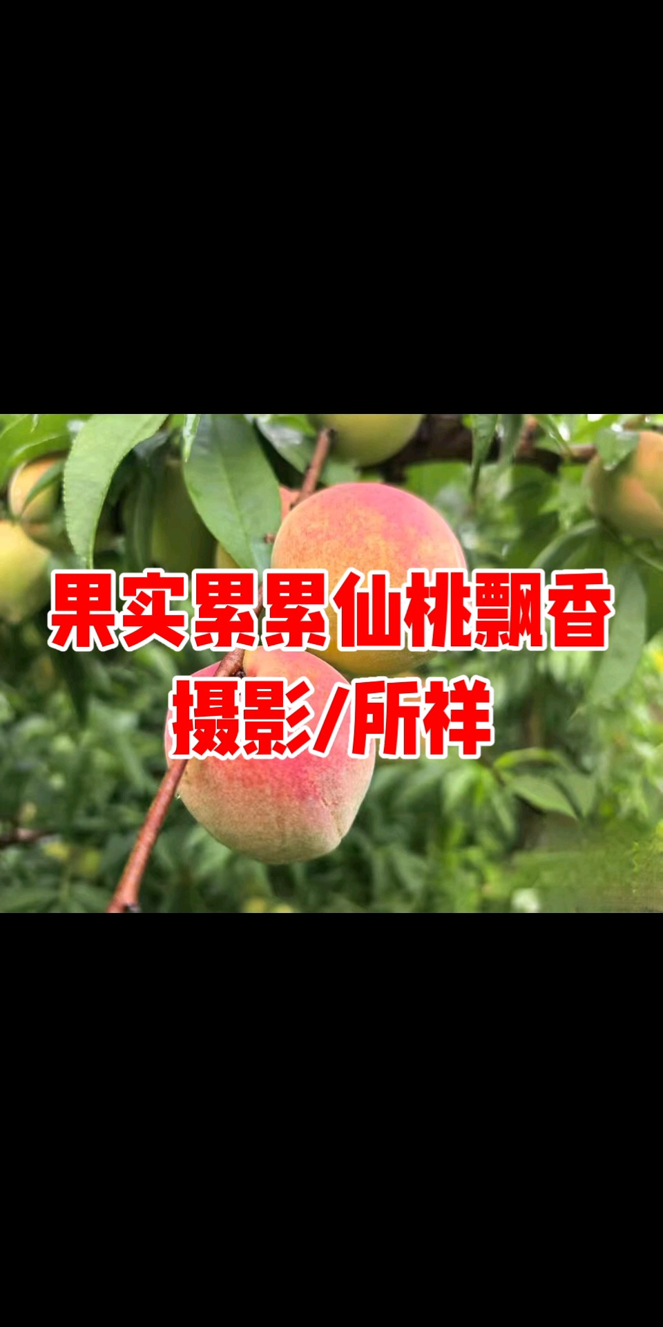 果实累累仙桃飘香/摄影/所祥