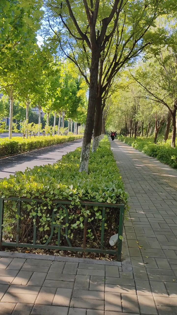 秋风重重秋影叠叠，艳阳下的济南韩仓河西路风景如画