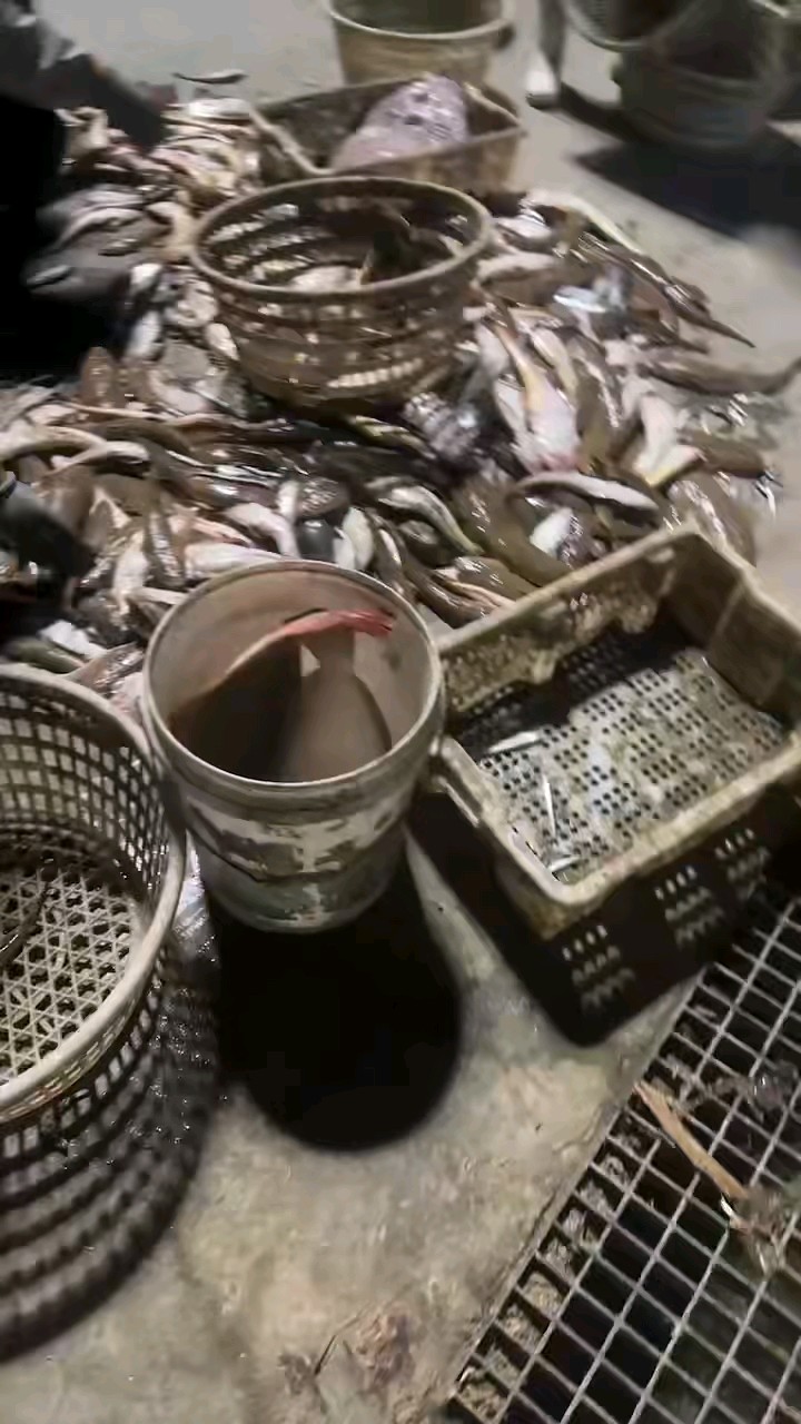 今日鱼货，品种多多鱼货满仓，细看7秒时段有一条钻进手套里的鱼