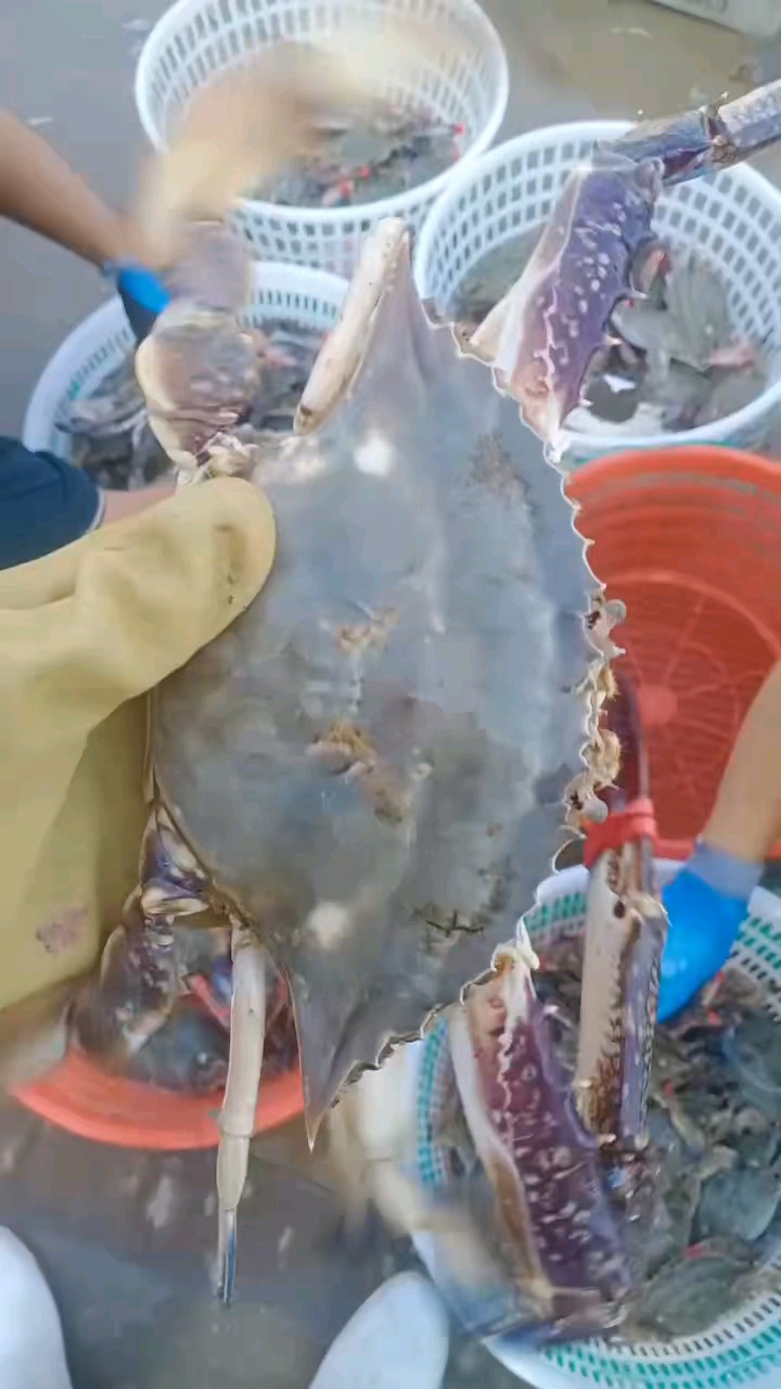 你看今年的海捕梭子蟹有多壮实、多饱满、多活泼，不吃一定会后悔