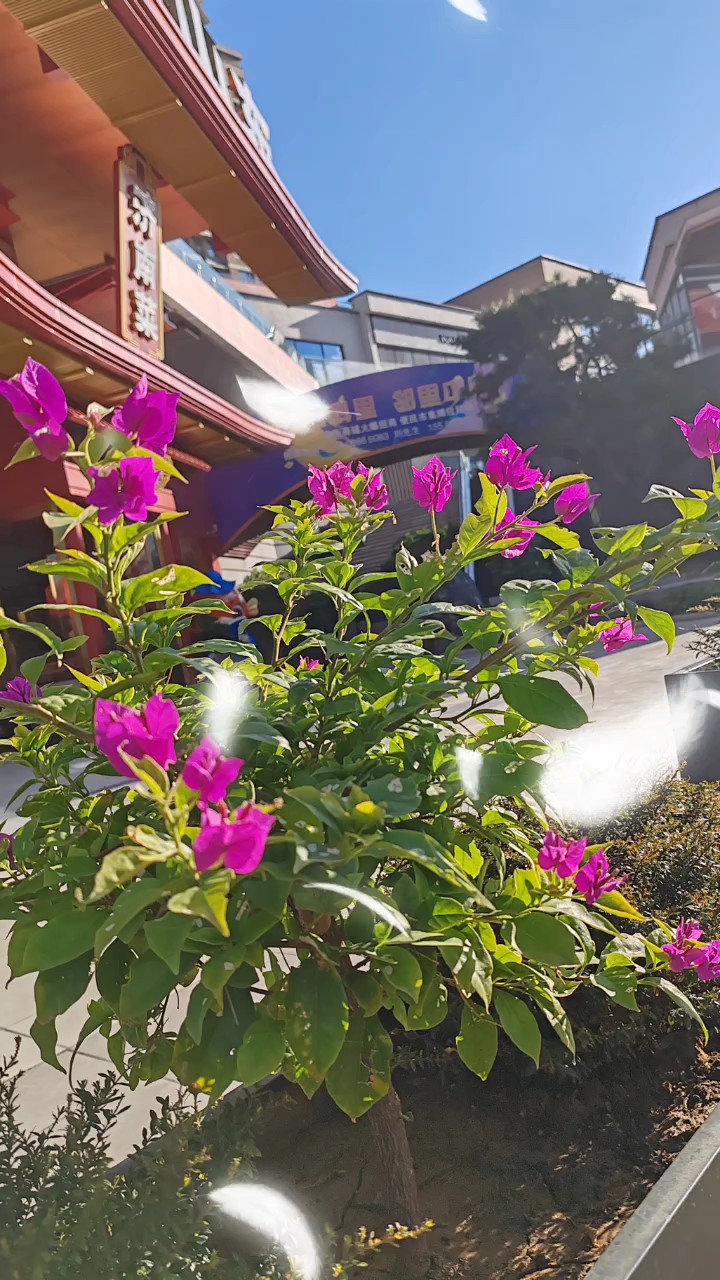 济南菜馆门前的三角梅，花开正艳