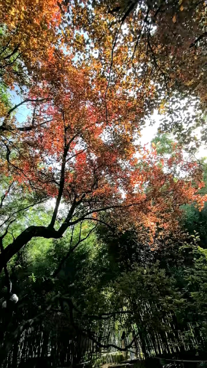 秋色依然靓丽多彩