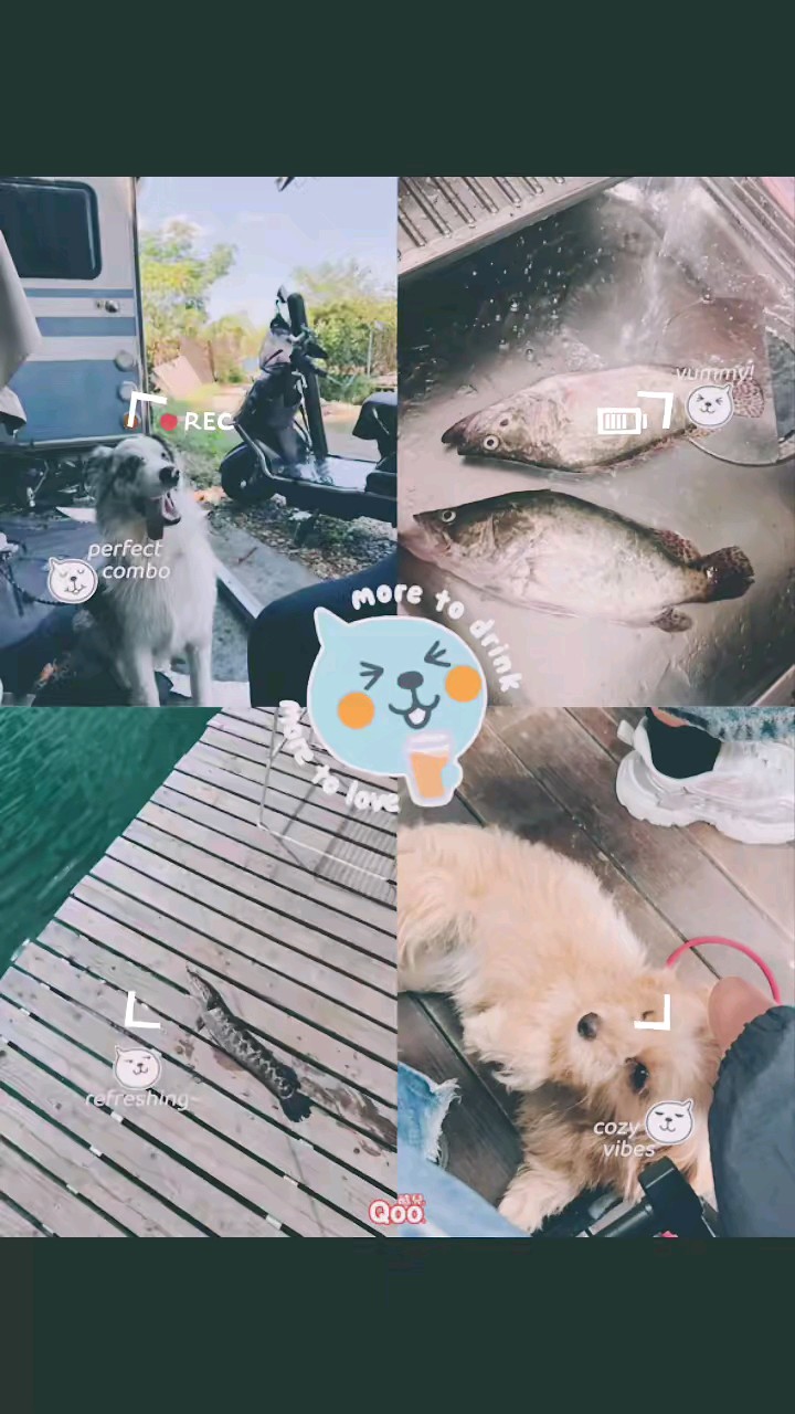 真羡慕有口福的三嫂，小外孙居然钓了两条名贵鳜鱼，蒸蒸便吃啦…