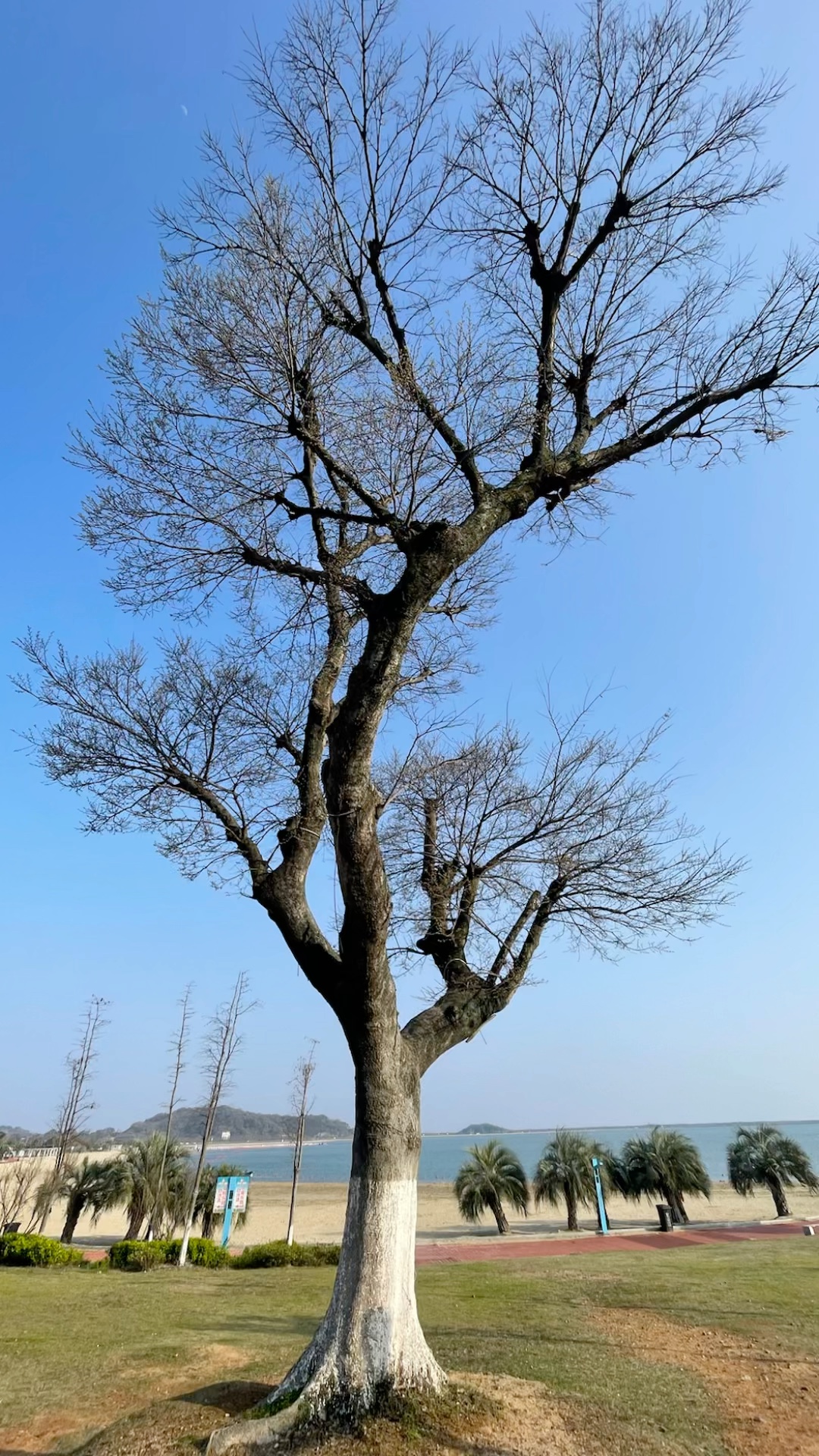 一树疏枝，直面本真