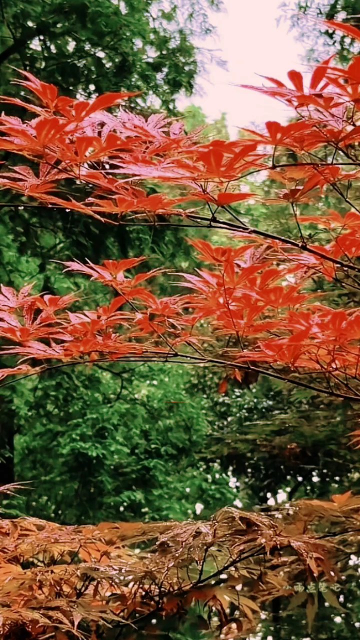 淡淡霜染秋林中，天妆斑彩画秋容红枫一夜偷天酒醉酣染遍山叶彤