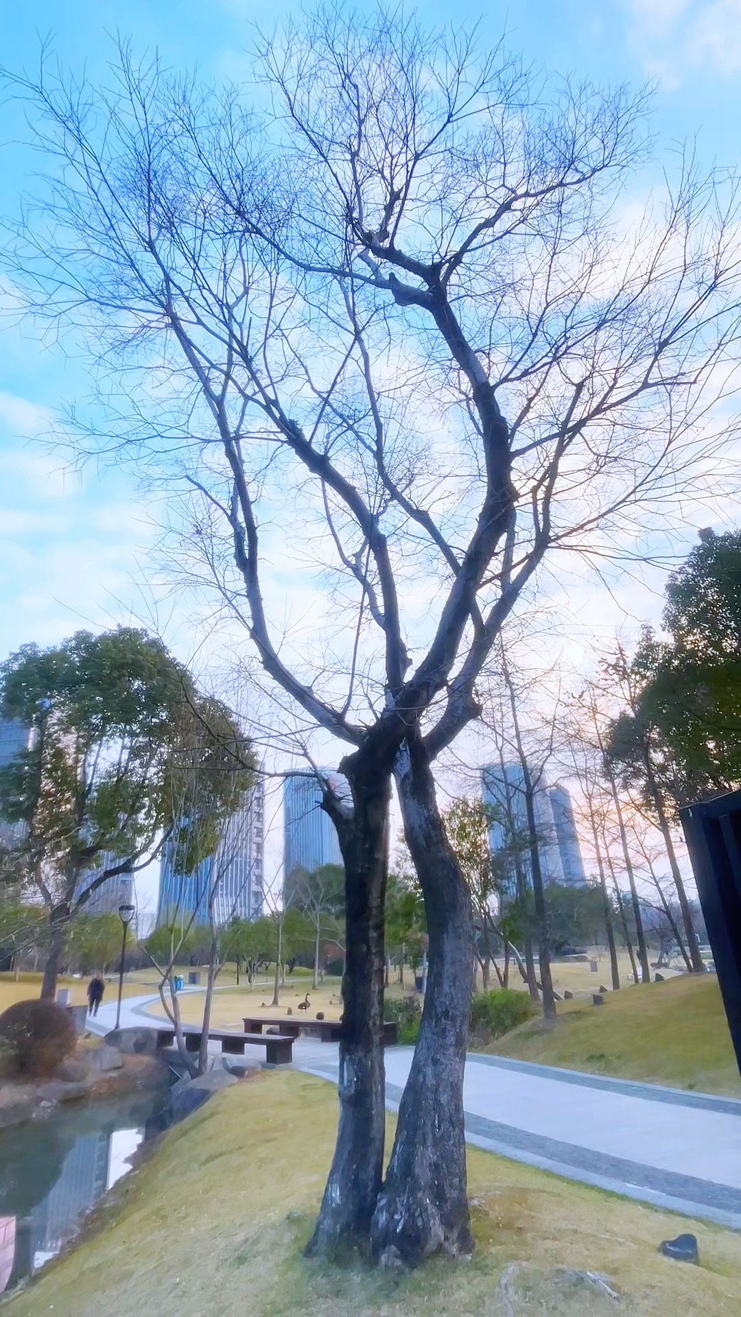  双木同擎碧，相看岁月长