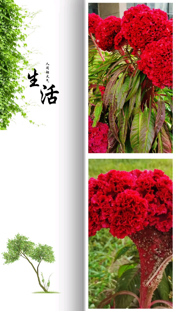 美丽的鸡冠花呀