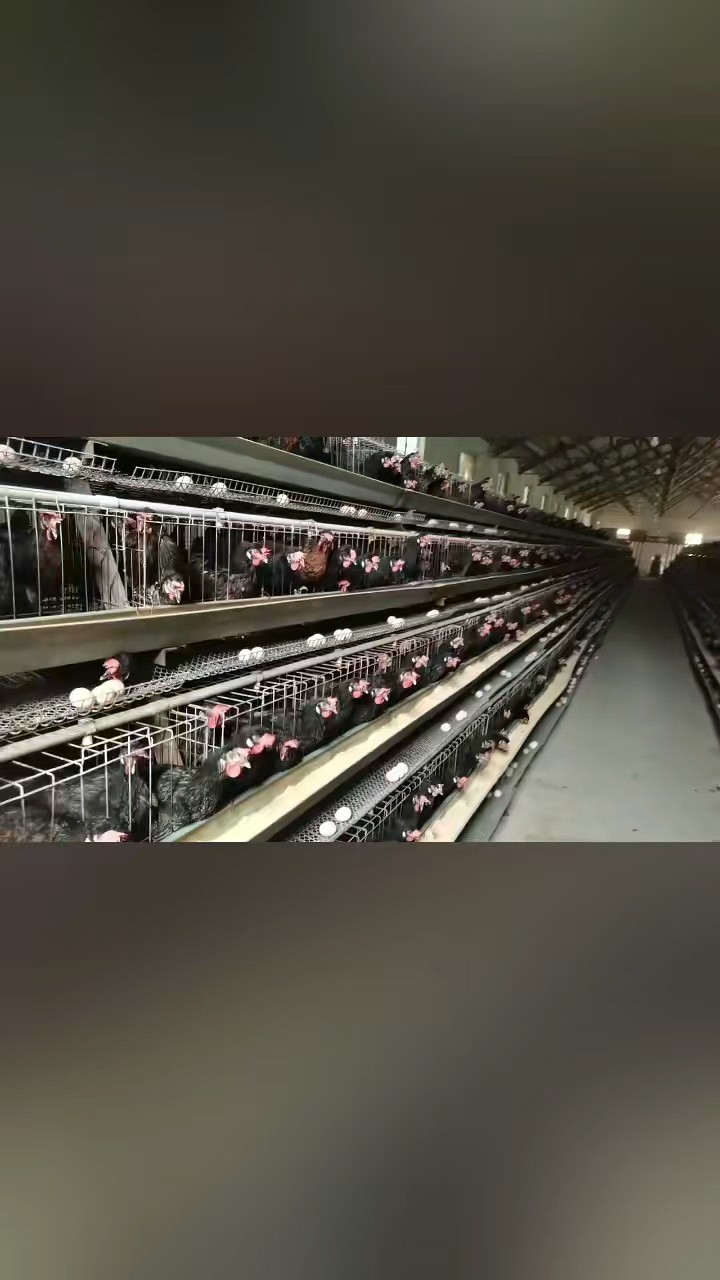 数字化养殖‖济宁赵洪光光影之约
