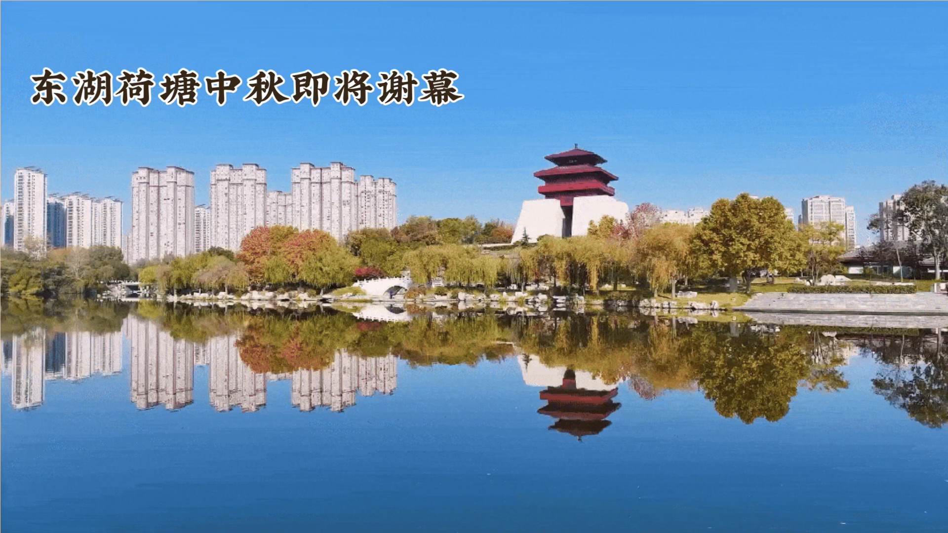 东湖荷塘中秋即将谢幕（AI）