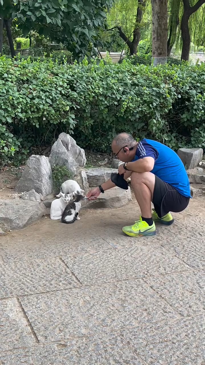好有爱心的一幕：喂食流浪小猫，真有爱心，纯爷们正能量……