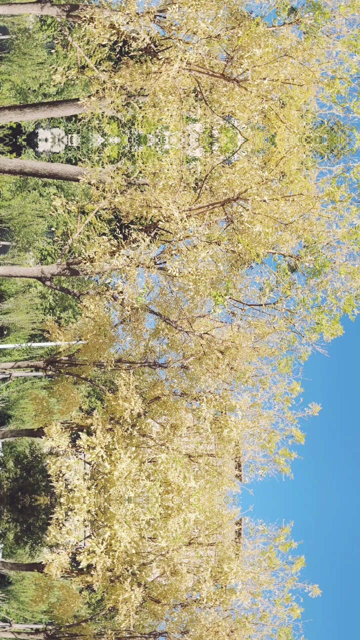 生活或许平淡但总有些小美好，比如金黄的树叶与蓝天让我们去热爱
