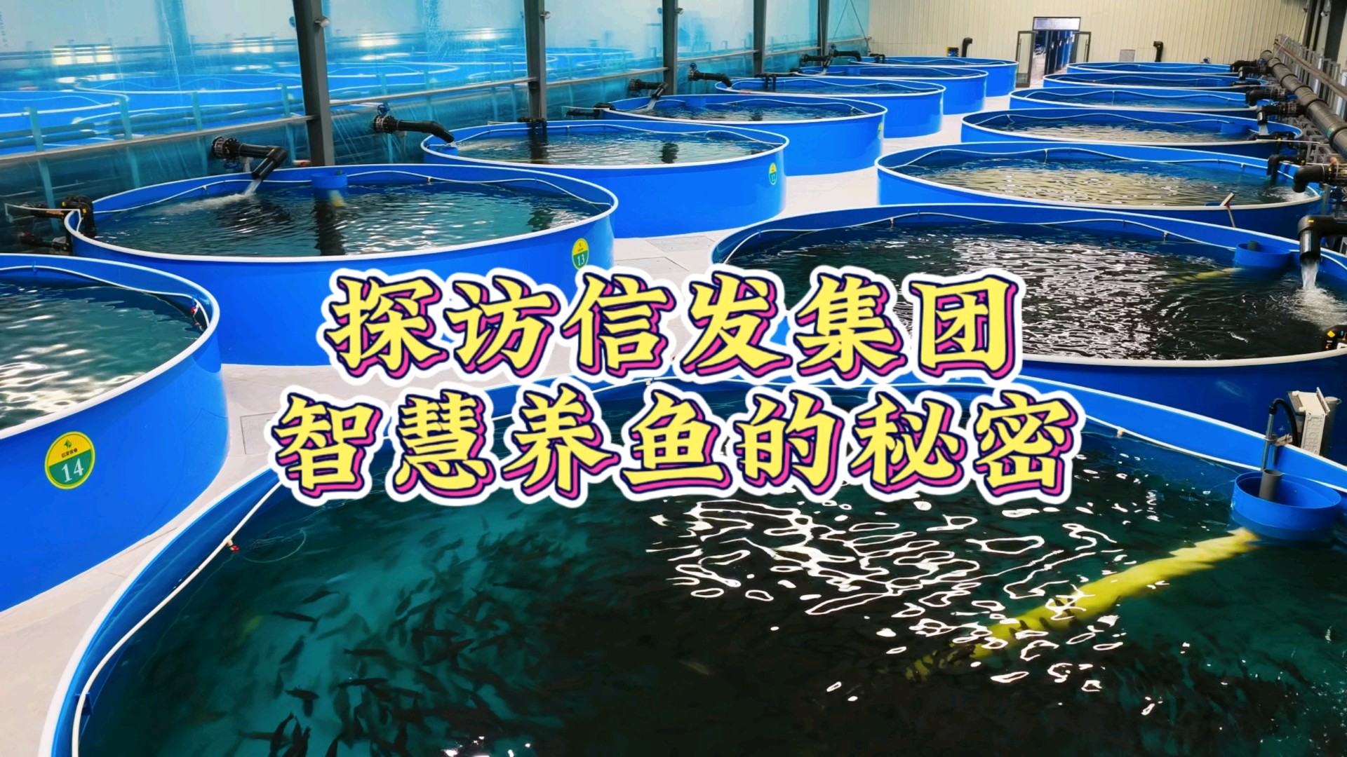 探访信发集团智慧养鱼的秘密