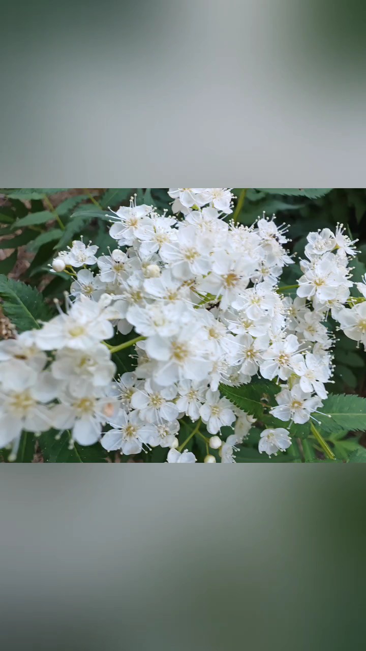 街道花园漫步行，偶遇珍珠梅花开晶莹剔透玲珑翠记录生活留住美