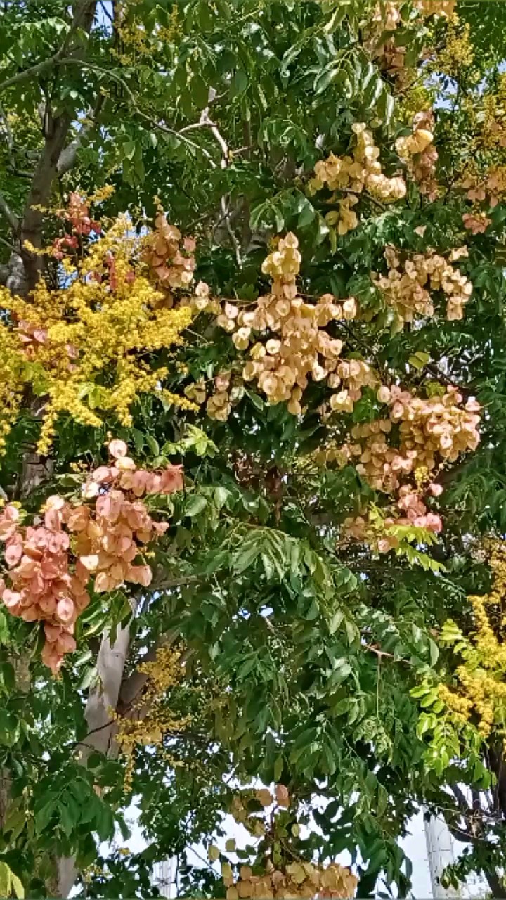 霜天一树凝三色默对金风绽绮霞。
不与群芳争艳丽墙隅独自展秋华