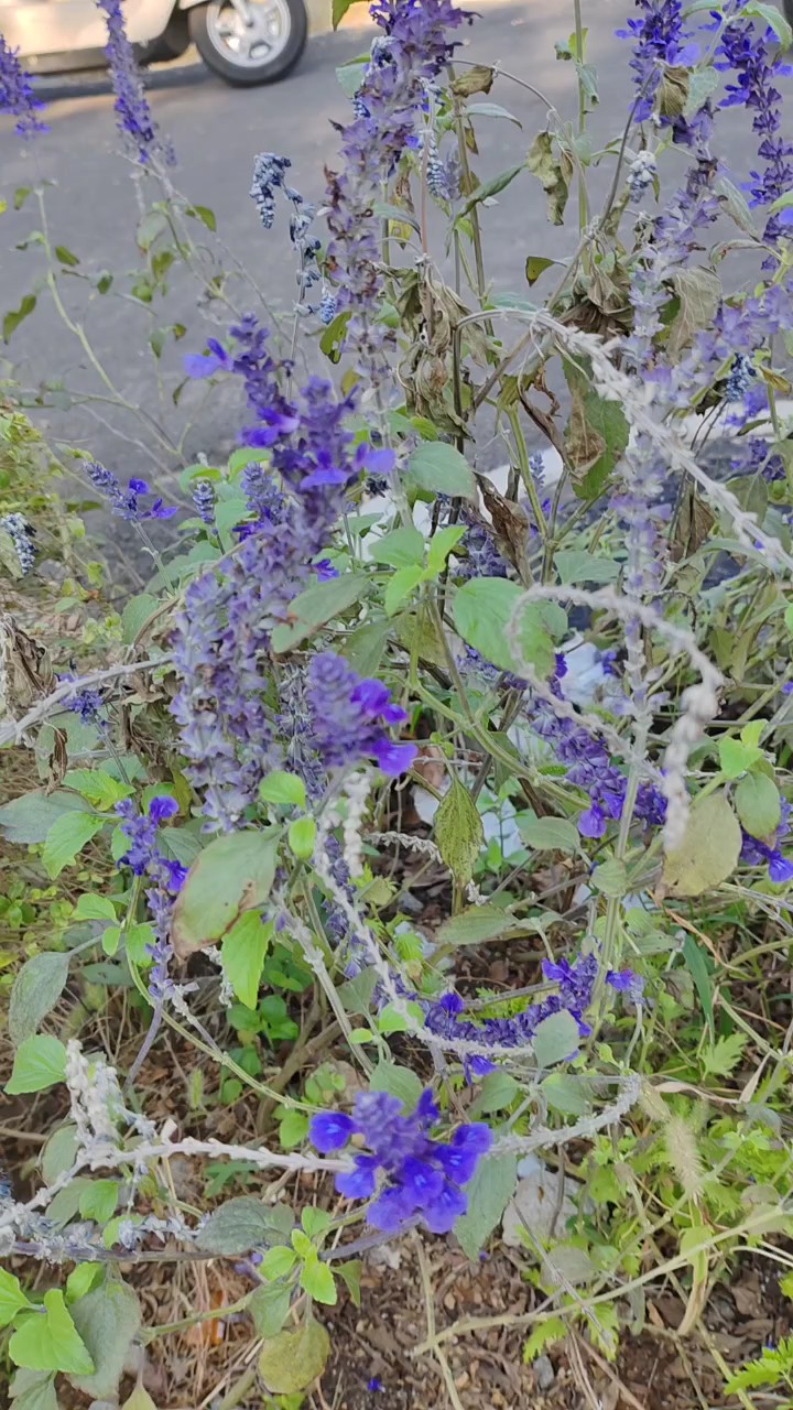 人间草木续秋色，一程光景一程景秋风入怀鲜花少路边仍有兰花开