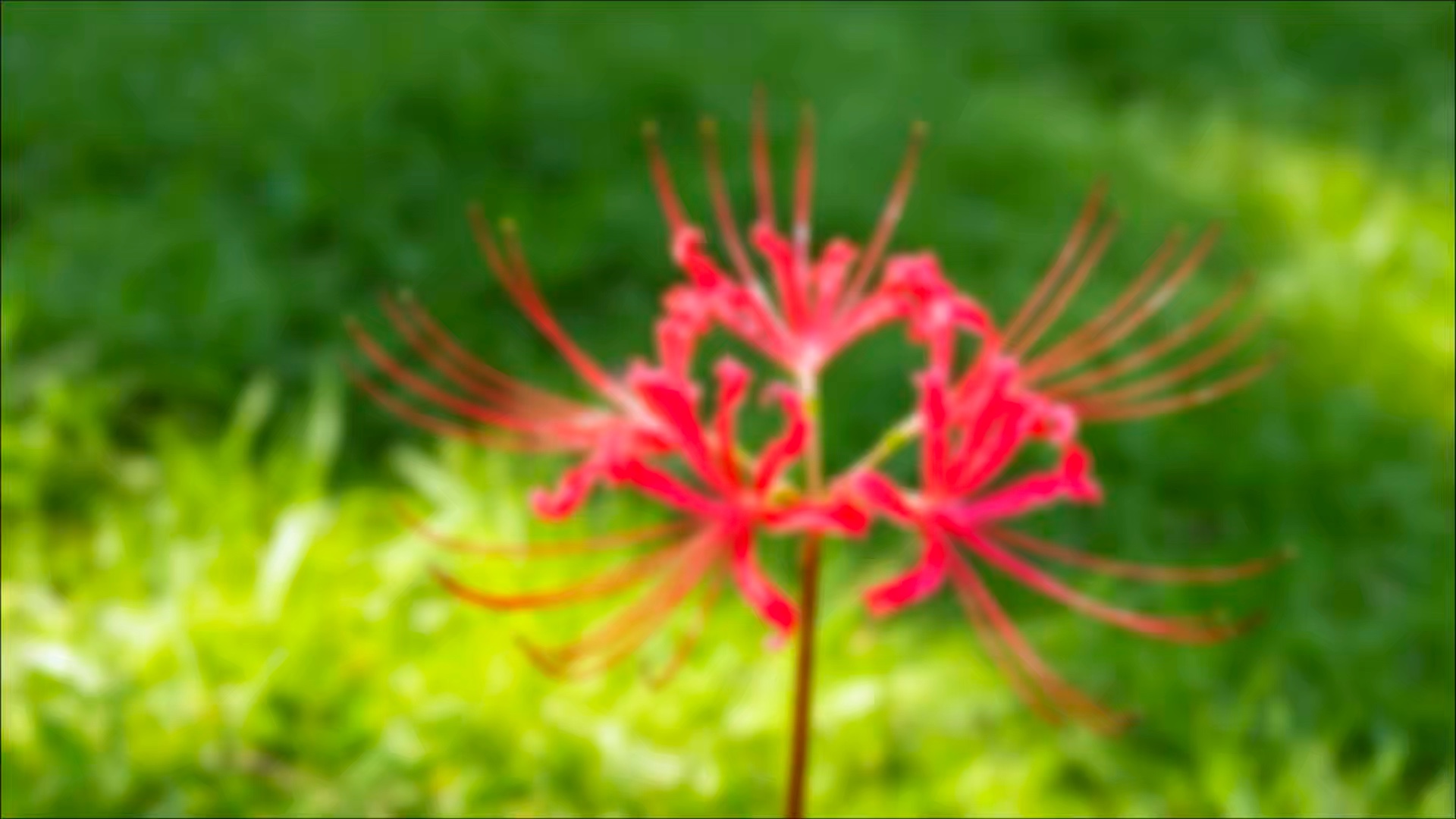 彼岸花开，花叶两不见，一念相思，一念随缘