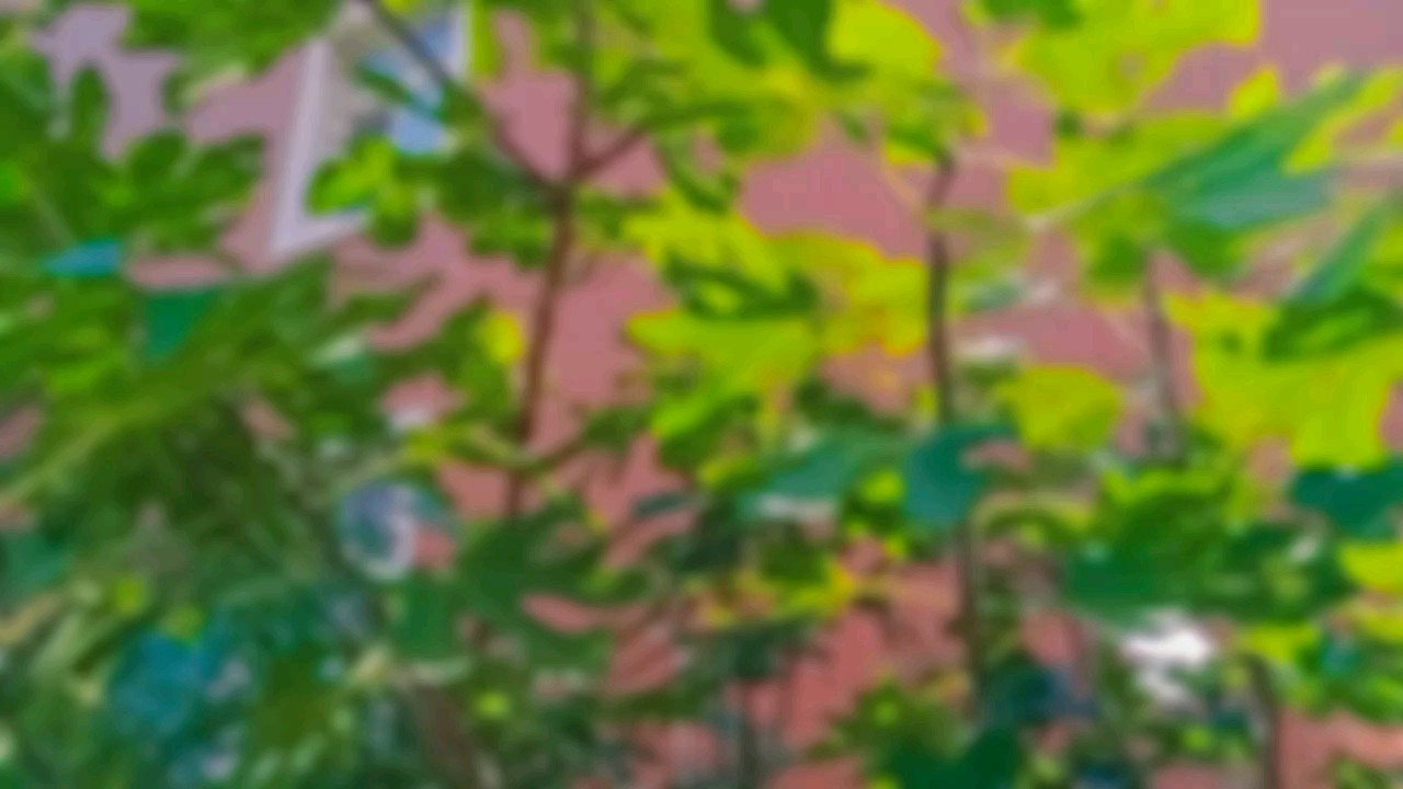 咏无花果|窗下无花果，柔枝不胜折。断柯流乳泪，风过暗凝噎。