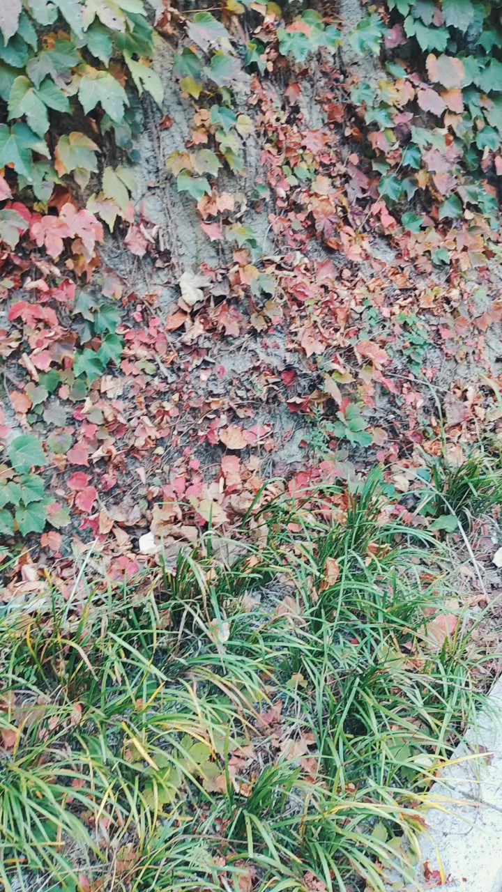 蒋山“爬山虎”顺着山势蔓延，把陡峭的山壁装点得热烈而壮观