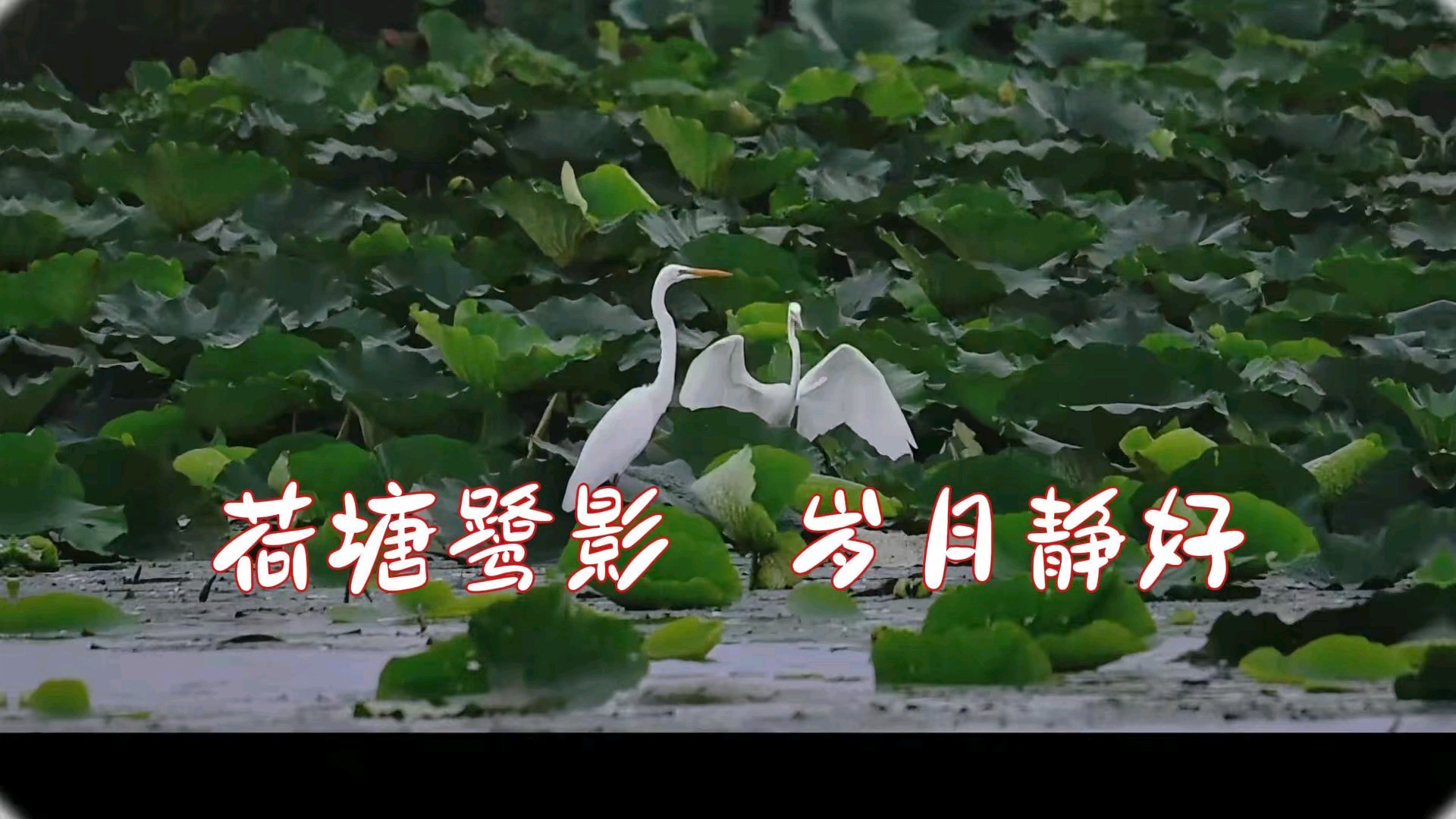 荷塘鹭影   岁月静好，拍摄于东营垦利左一村