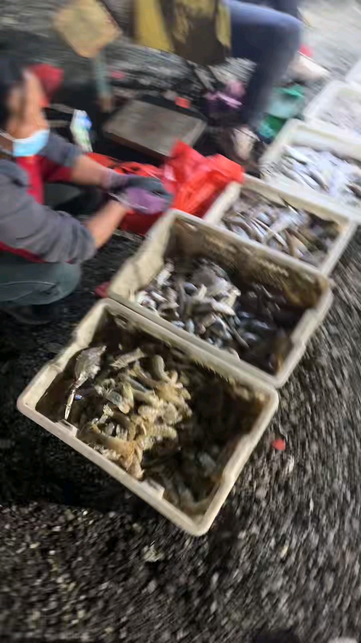 今日鱼货，产量不减，价格基本保持原位，而质量有所提升……
