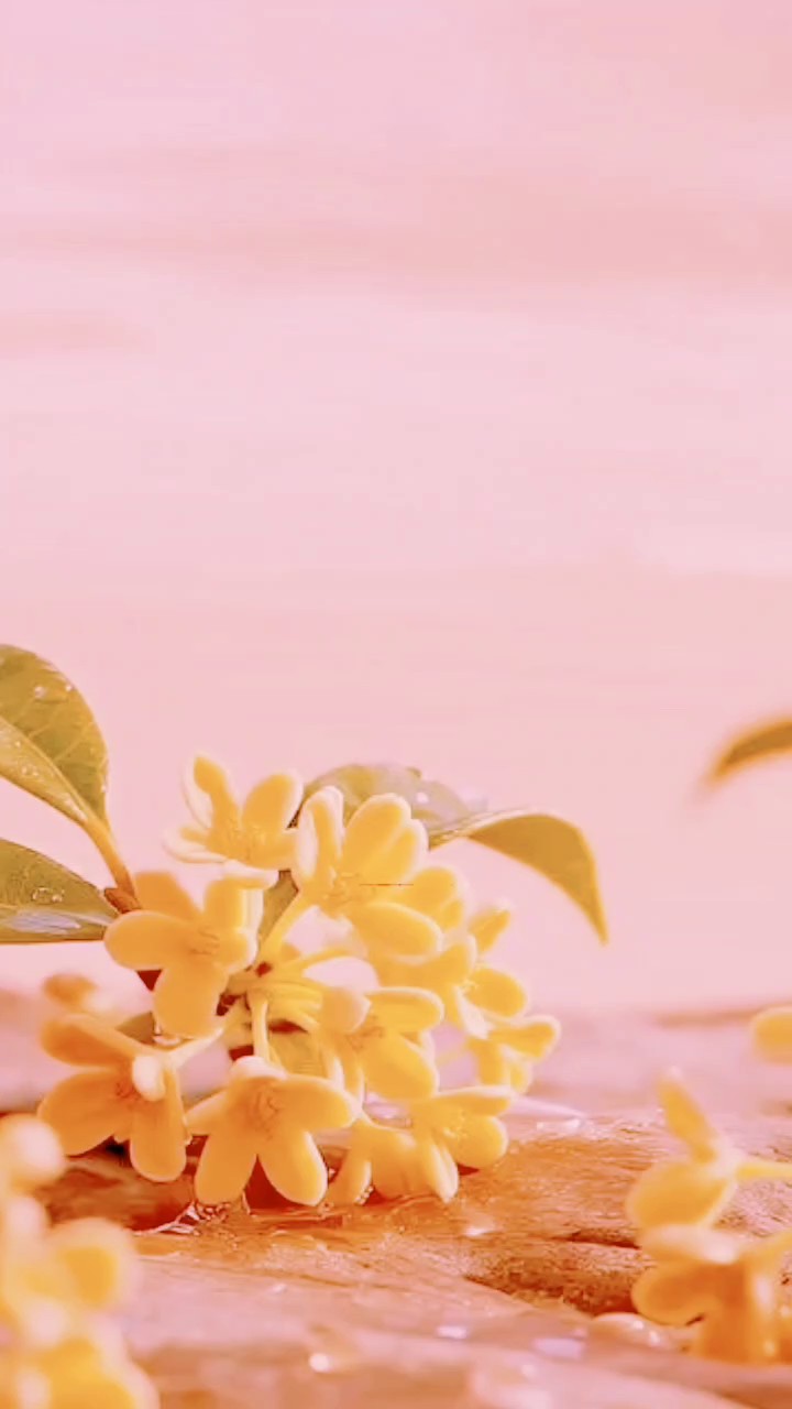 又是一年桂花香