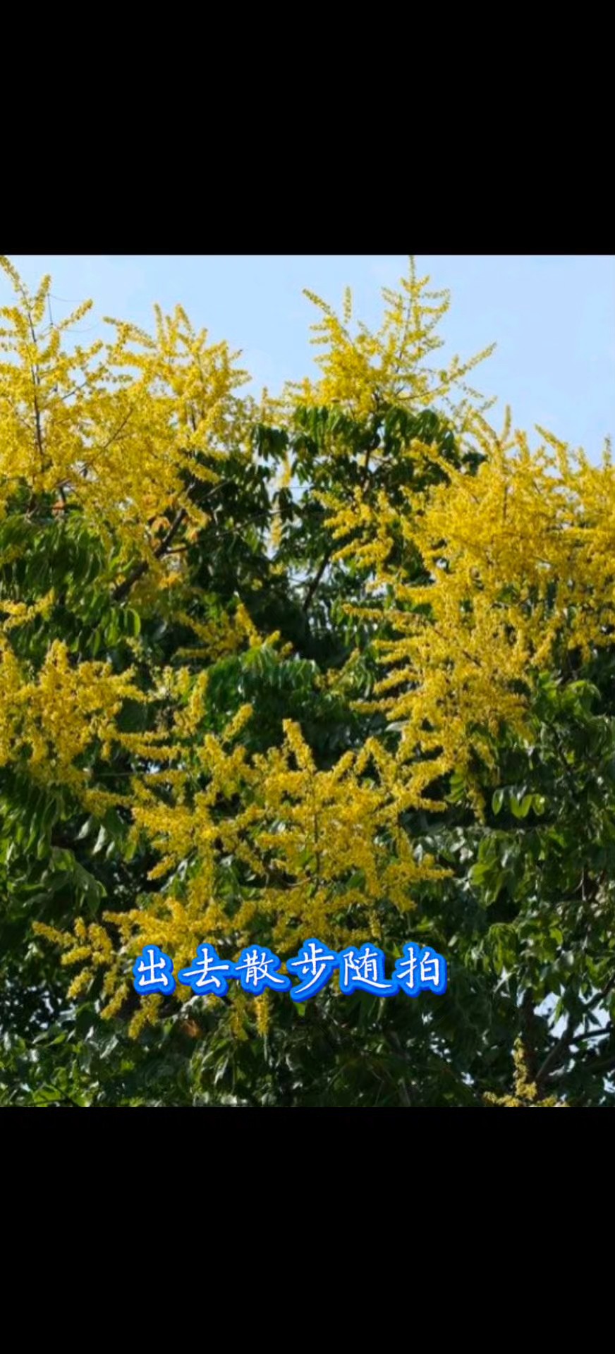 外出散步随拍