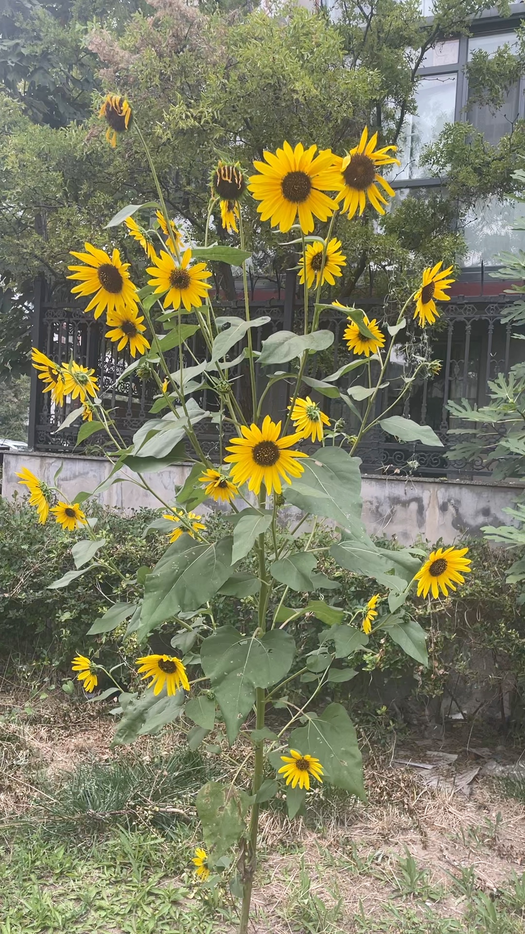 社员都是向阳花，幸福生活娃哈哈……