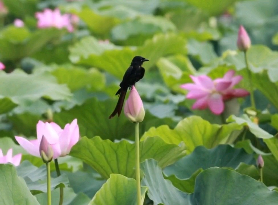 “黑卷尾登荷花”，确实是一幅难得一见的画面！
