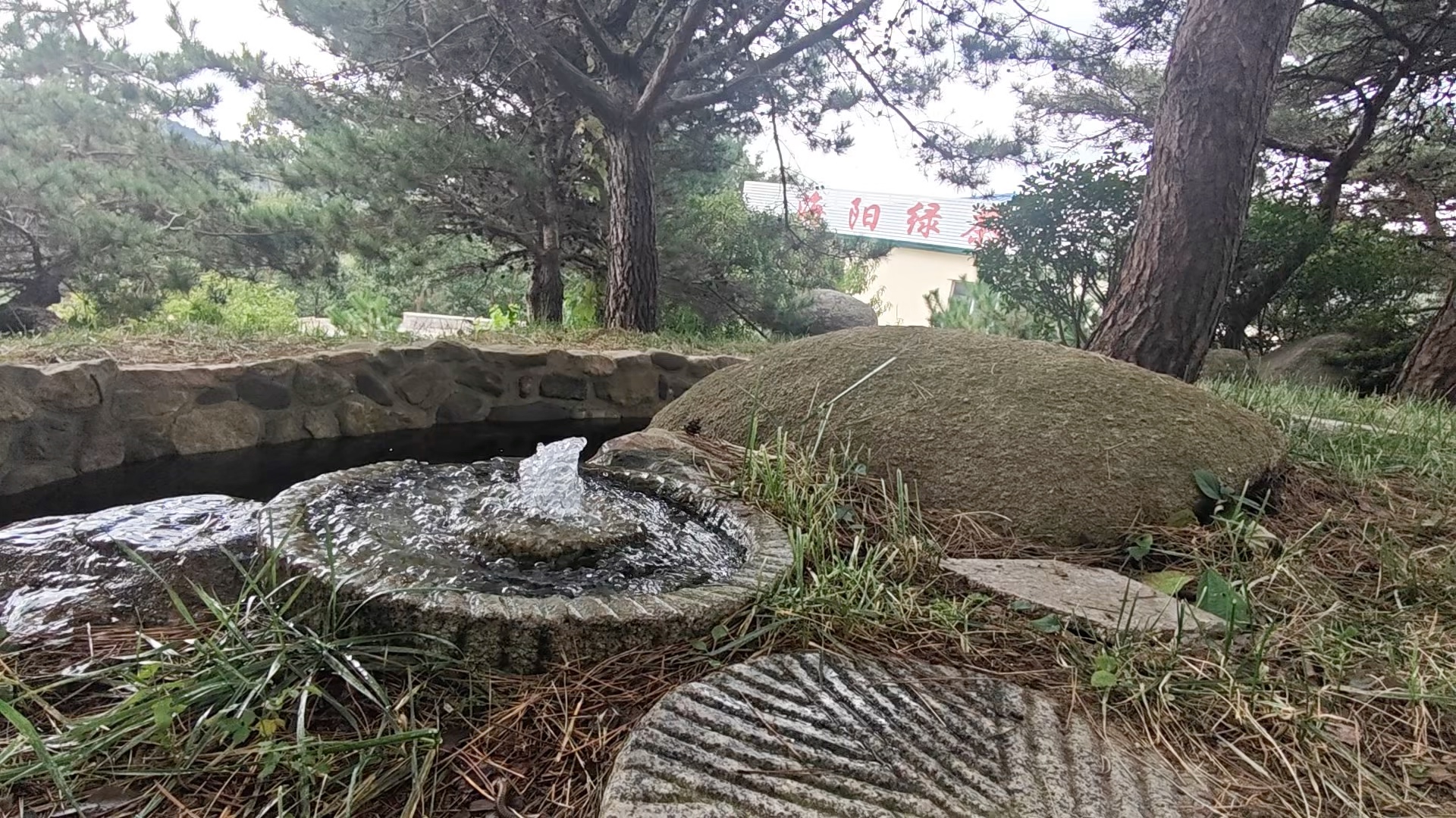 在海阳茶园里品一杯烟台红茶，何等惬意！