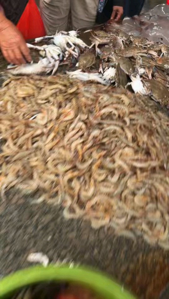 今日鱼货～价格美丽品种多多，虾皮蟹将齐上阵，应该备货应对节日