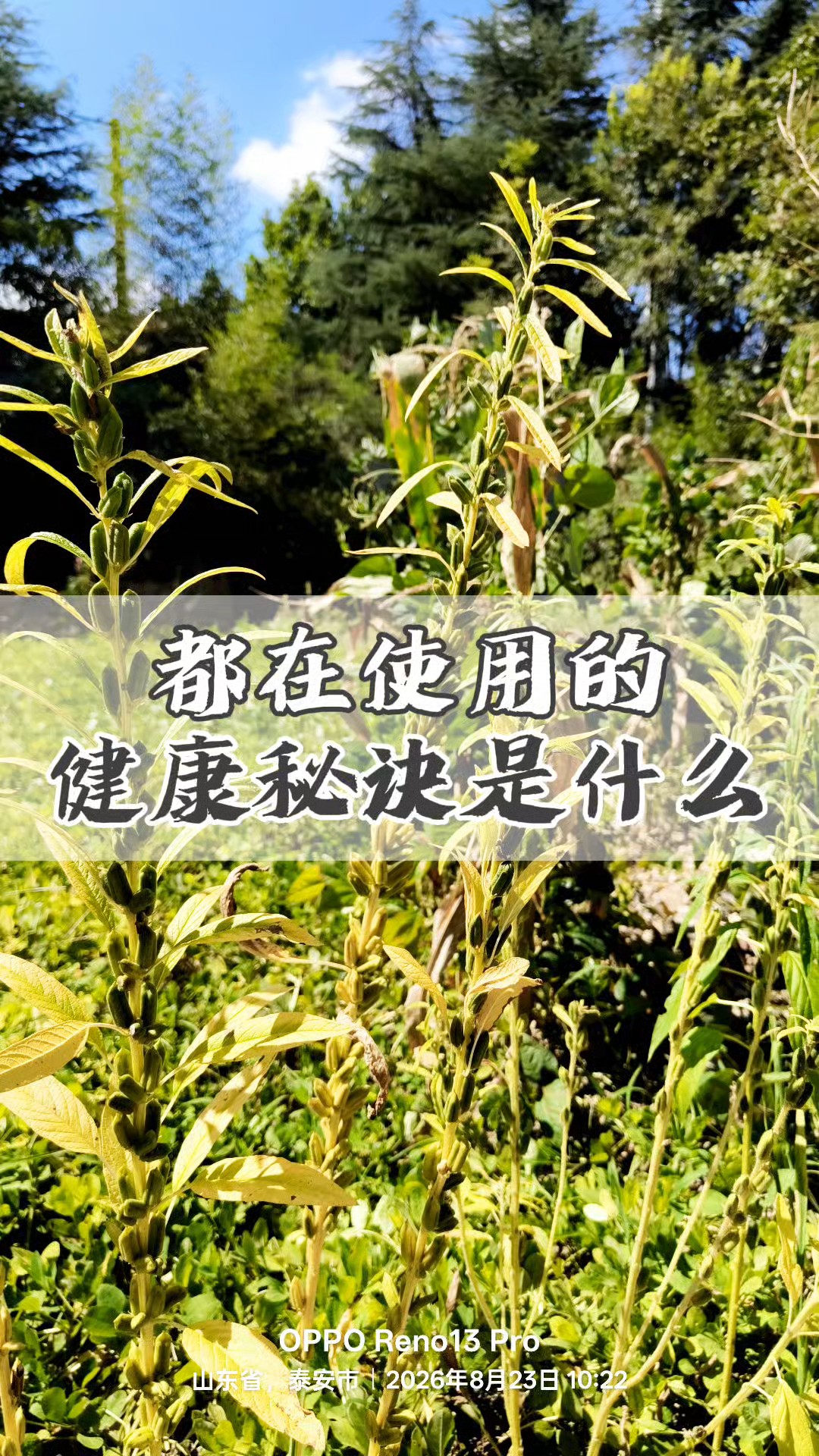 养生不需要漂亮的文案