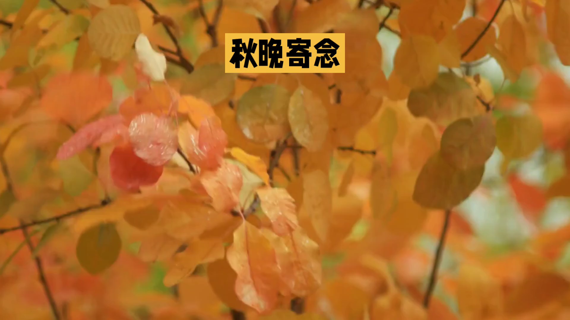 秋晚寄念（AI）