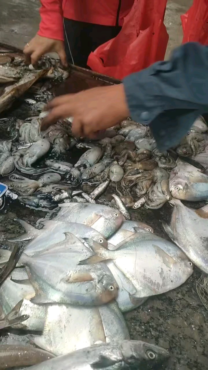 今天鱼货，品种繁多，质量提升，价格上涨，买了些梭子蟹发给朋友